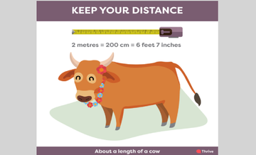 A cow's length (6 feet 7 inches)
