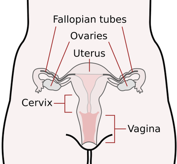 Women's Reproductive System